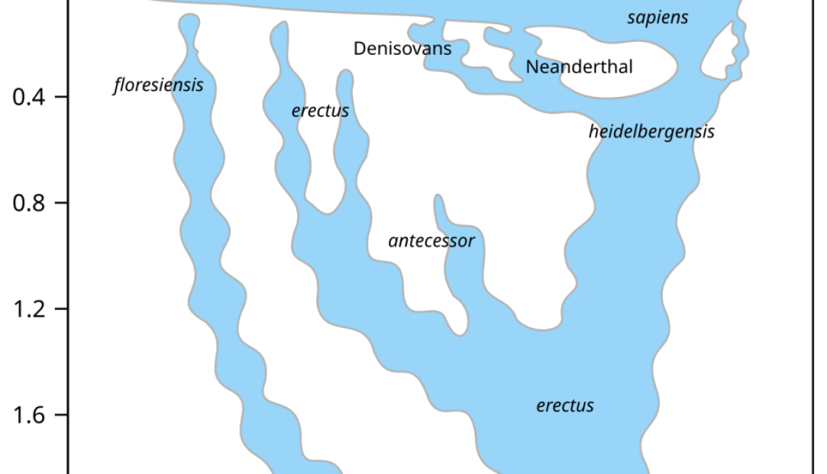 Human evolution diagram for a post asking why human beings exist