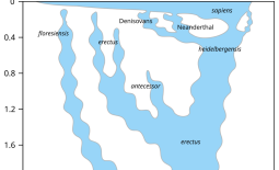Human evolution diagram for a post asking why human beings exist